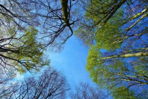 つむじ薄毛を改善するための頭皮マッサージの効果は？