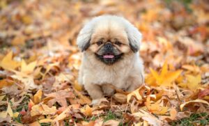 つむじ薄毛に効果的なシャンプーはポリピュアで決まり？