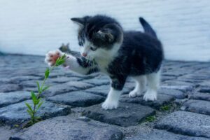 つむじ薄毛に関する薄毛の口コミはどこで見られる？