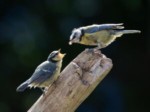 つむじ薄毛改善に効果的な頭皮マッサージとスカルプケアは？
